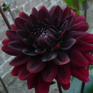 Dahlia Karma Choc