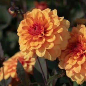Dahlia Karma Fiesta