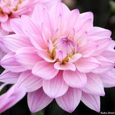 Dahlia Karma Prospero