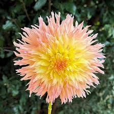 Dahlia Laciniated