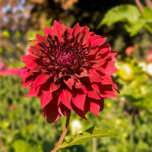 Dahlia Mingus Alex