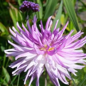 Dahlia Mingus Randy