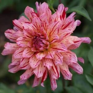 Dahlia Mingus Toni
