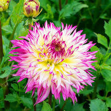 Dahlia Semi Cactus - Pink and white