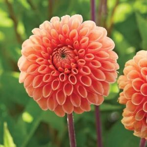 Dahlia Sylvia