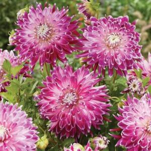 Dahlia Vancouver