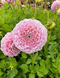 Dahlia Vintage Wine