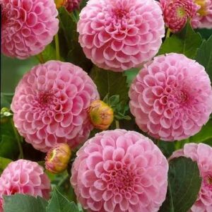 Dahlia stolze von berline purple