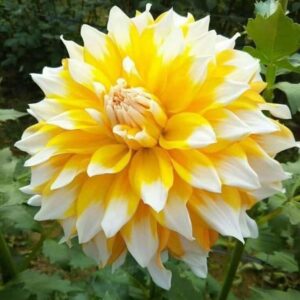Dhalia Decorative Yellow and White