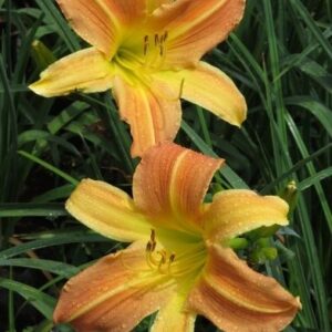 MPL Dawn Delight
