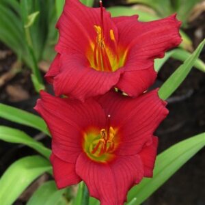Miniature Crimson Icon