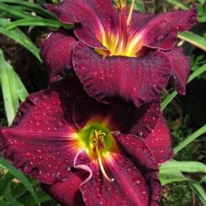 Plum Crazy