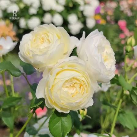 Claire