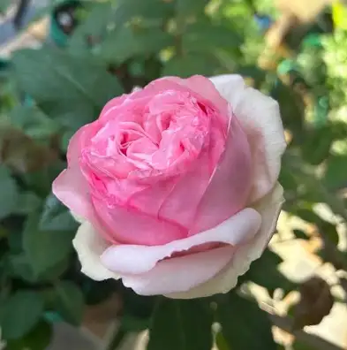 Dark Pink Monalisa
