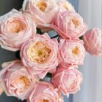 New SPS Rose