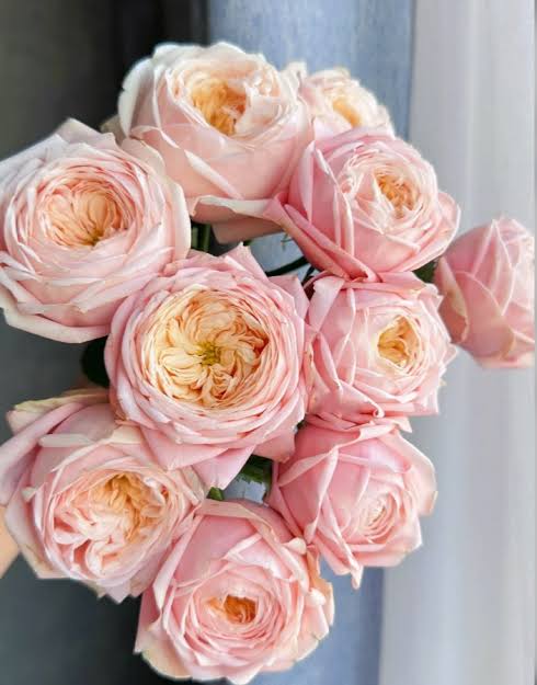 New SPS Rose