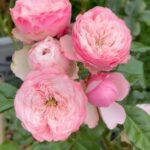 Northanger Aabbey Rose