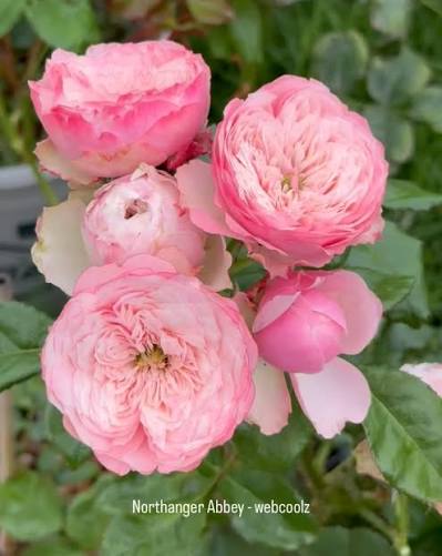 Northanger Aabbey Rose