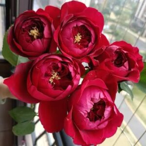 Peony Red
