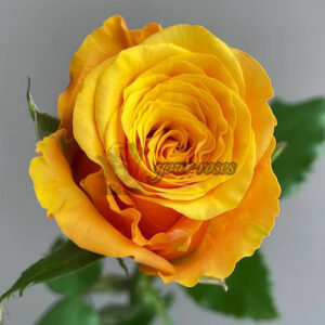 Yellow Cleopatra