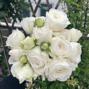 Yves Wedding